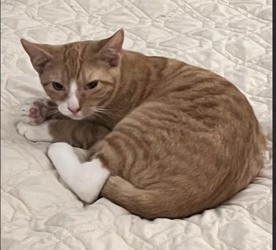 Enlarge McKinley, an adopted Domestic Short Hair in Nashville, TN image 1/3