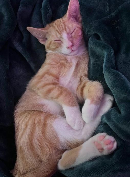 Enlarge McKinley, an adopted Domestic Short Hair in Nashville, TN image 2/3