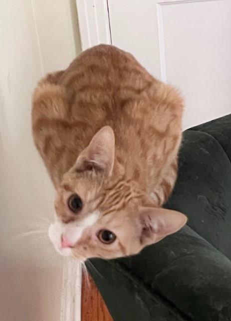 Enlarge McKinley, an adopted Domestic Short Hair in Nashville, TN image 3/3