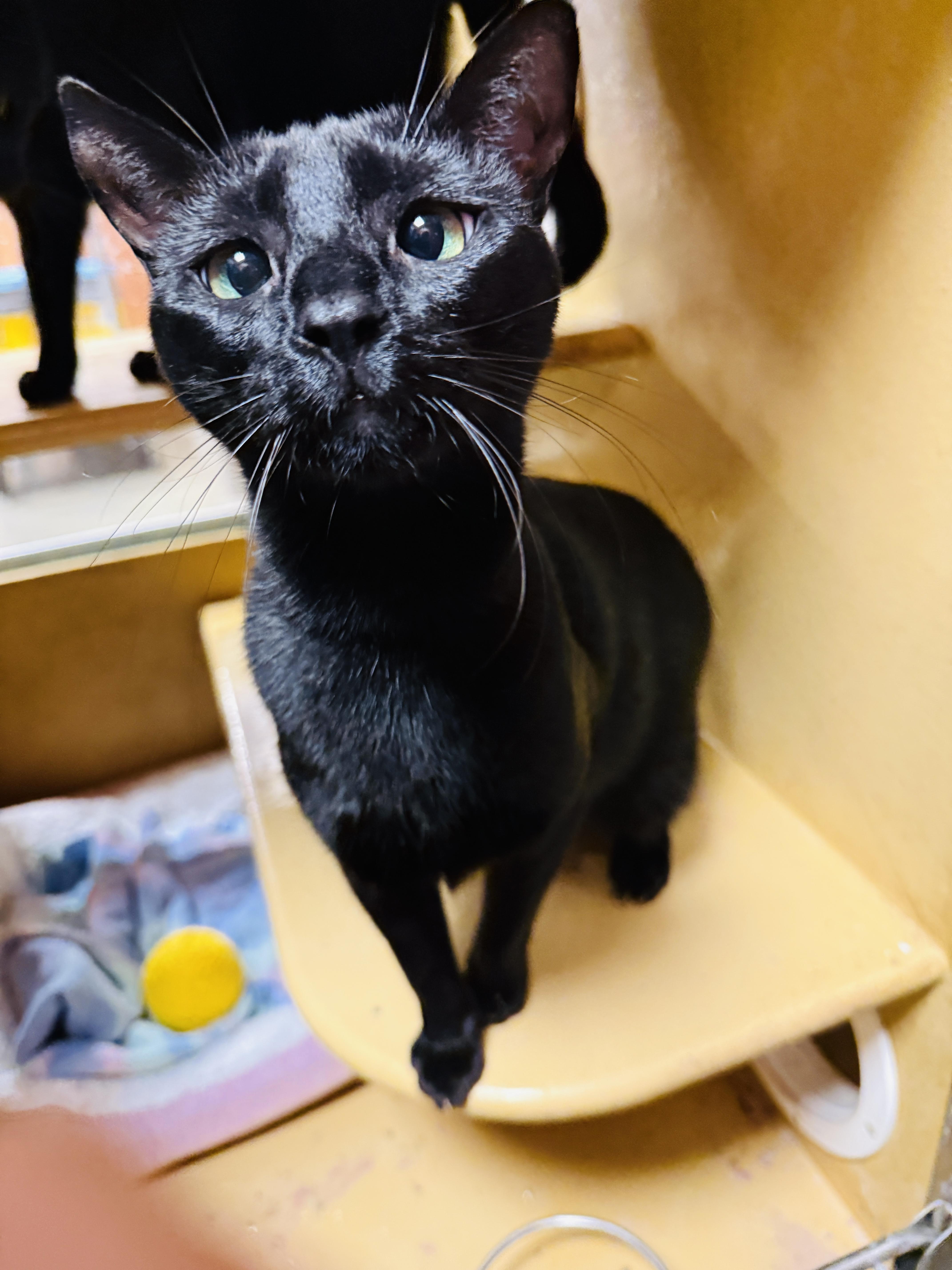 Enlarge Willie, a Adoptable Domestic Short Hair in Kissimmee, FL image 3/3