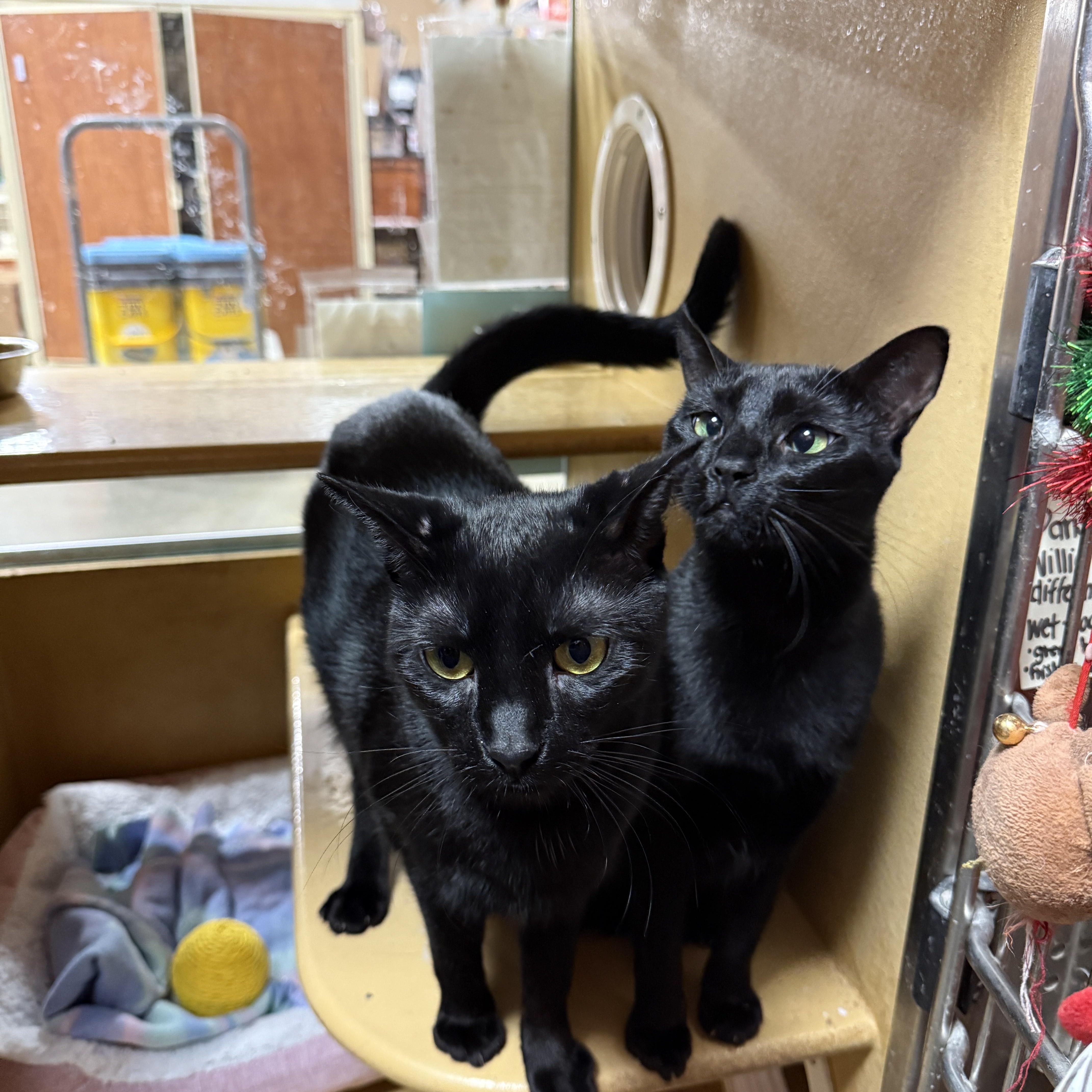 Enlarge Willie, a Adoptable Domestic Short Hair in Kissimmee, FL image 2/3