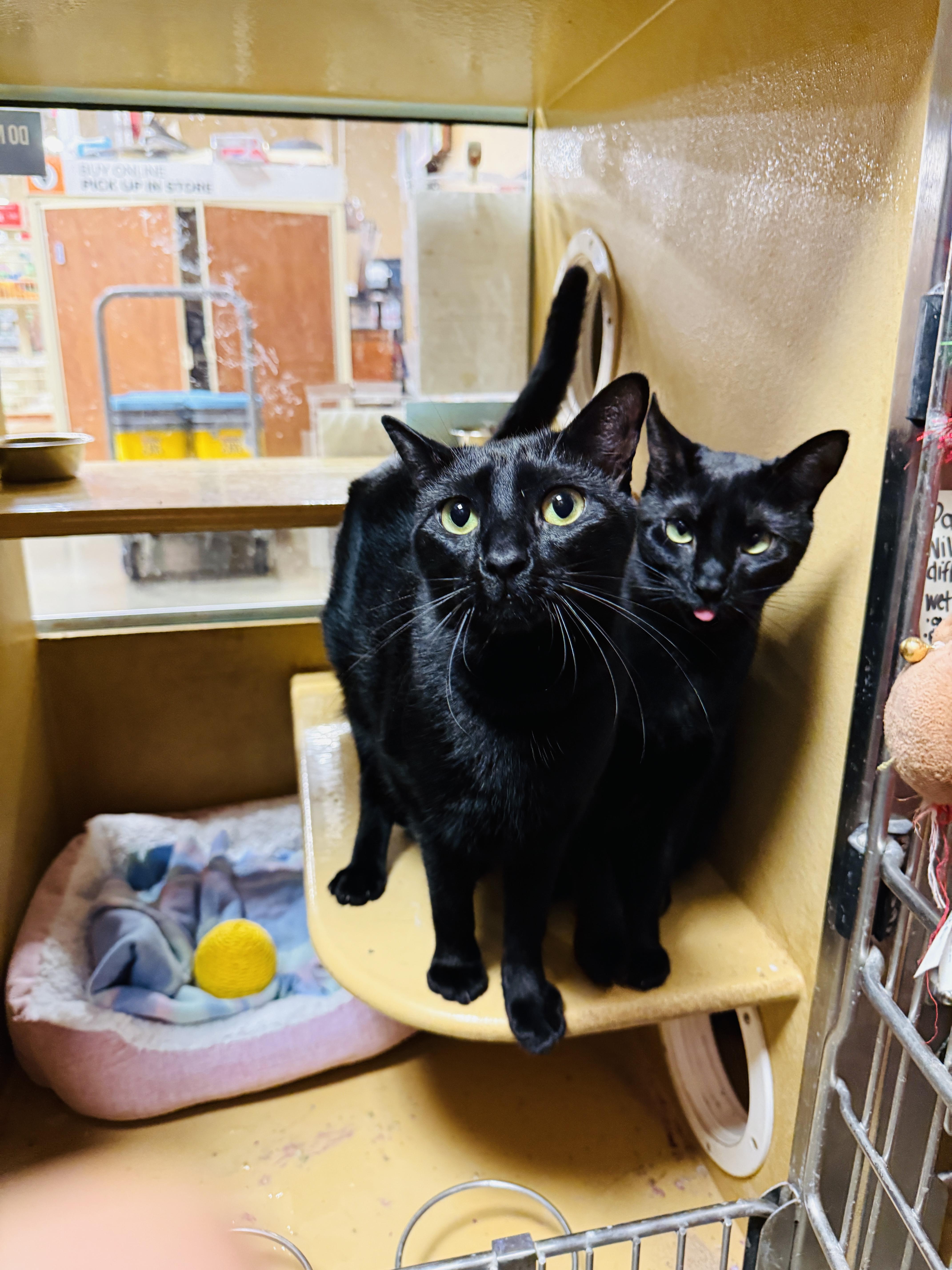 Enlarge Willie, a Adoptable Domestic Short Hair in Kissimmee, FL image 1/3