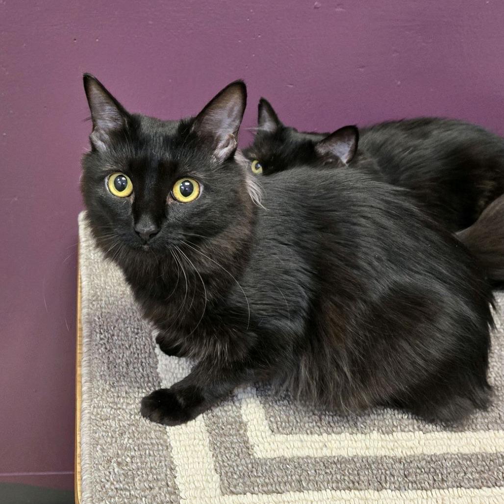 Maryam, Adoptable, Young Female Domestic Long Hair.