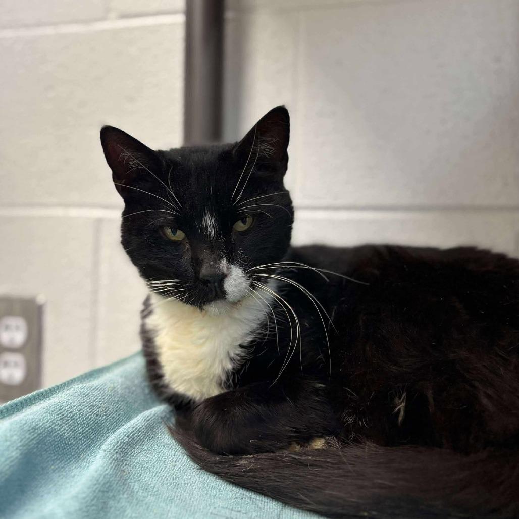 Enlarge Tux, a Adoptable Domestic Short Hair in Rocky Mount, VA image 1/2