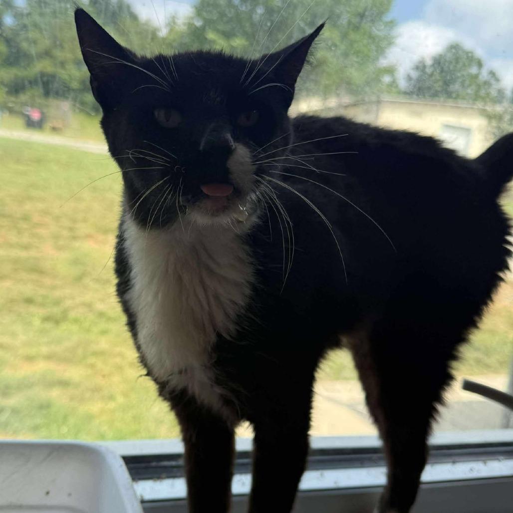 Enlarge Tux, a Adoptable Domestic Short Hair in Rocky Mount, VA image 2/2