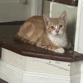 Eli, Adoptable, Kitten Male Domestic Short Hair.