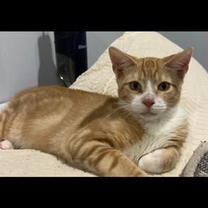 Enlarge Eli, a Adoptable Domestic Short Hair in Oceanside, NY image 4/4