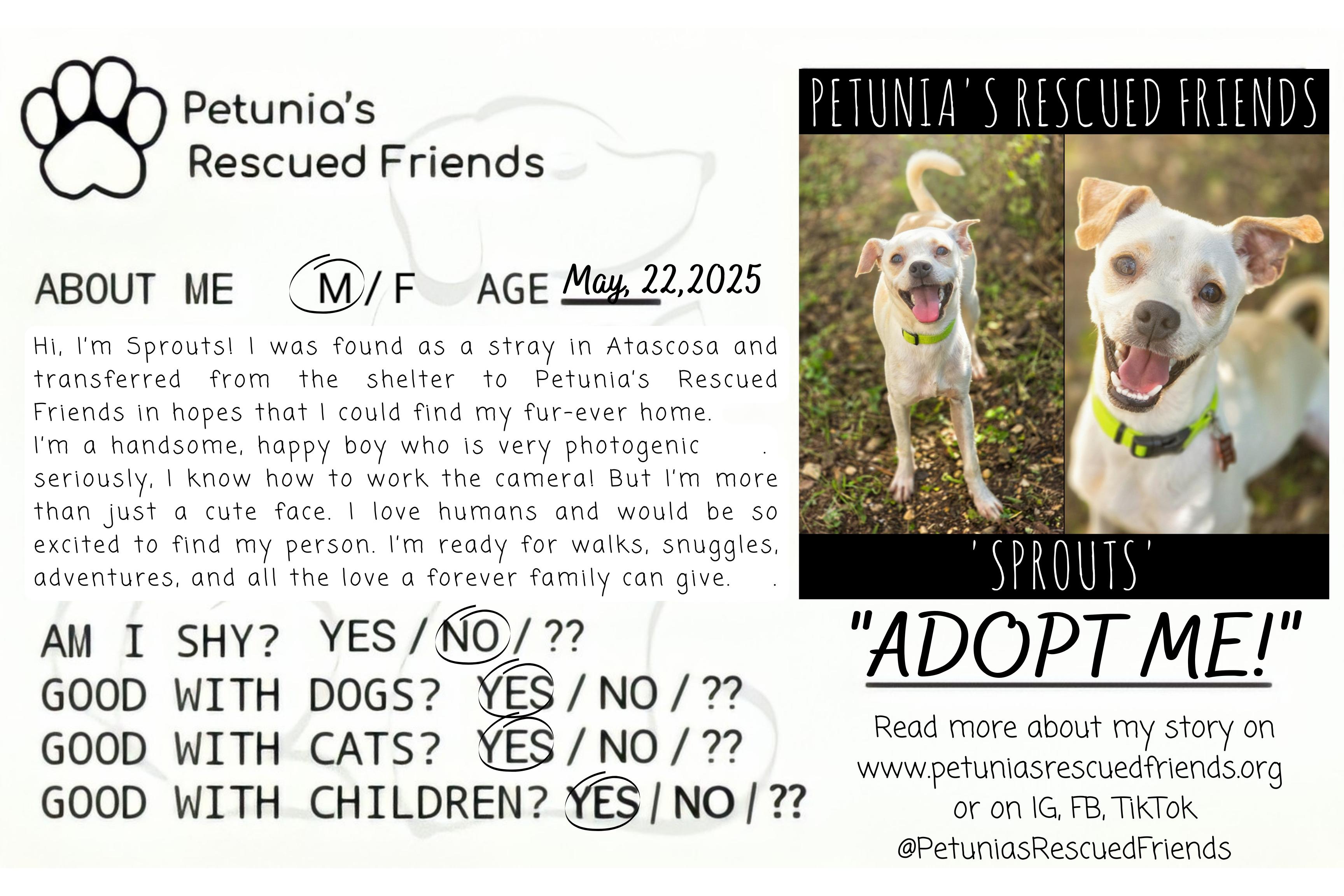 Enlarge Sprouts, an adopted mixed breed in Castroville, TX image 2/2