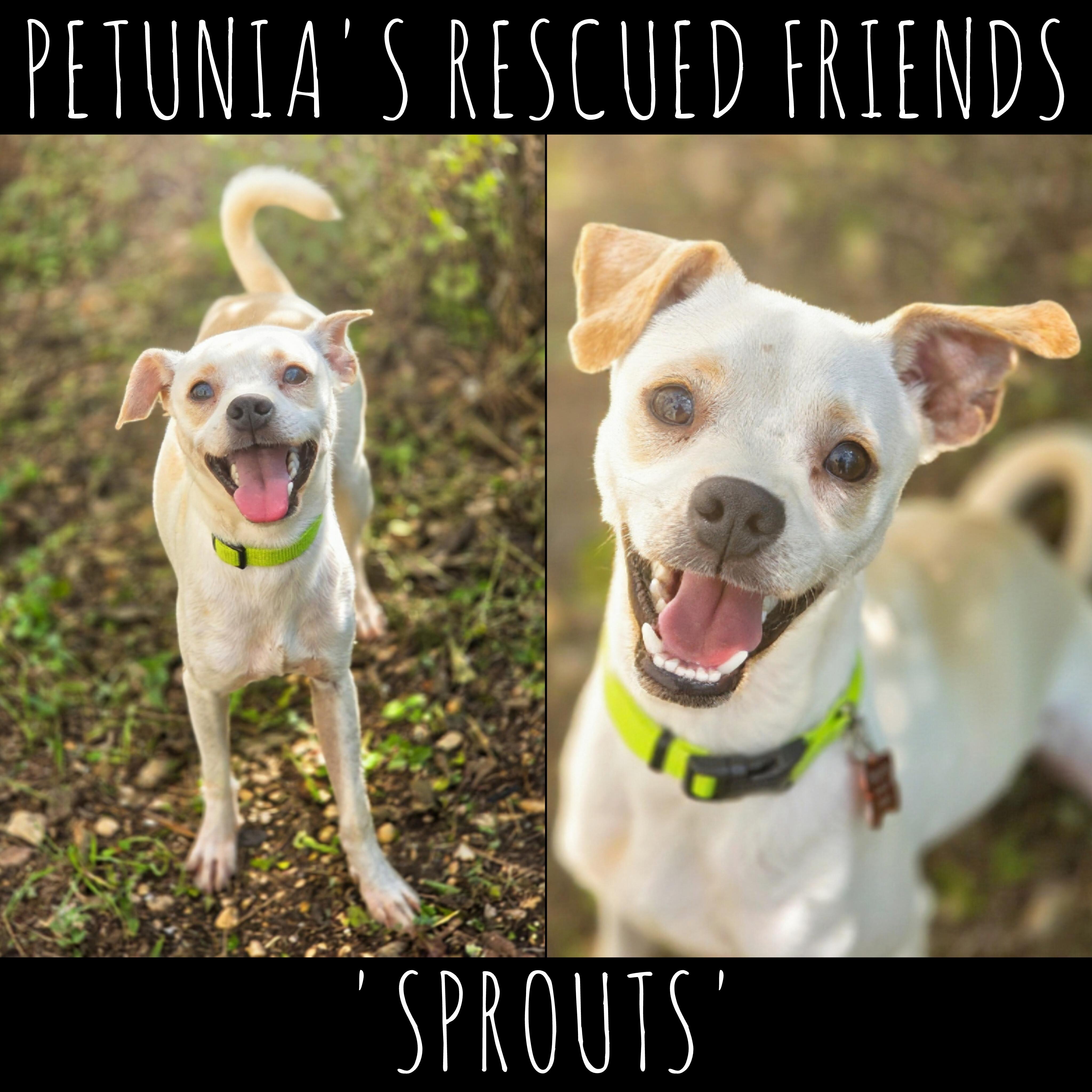Sprouts, adopted, Young Male Chihuahua.
