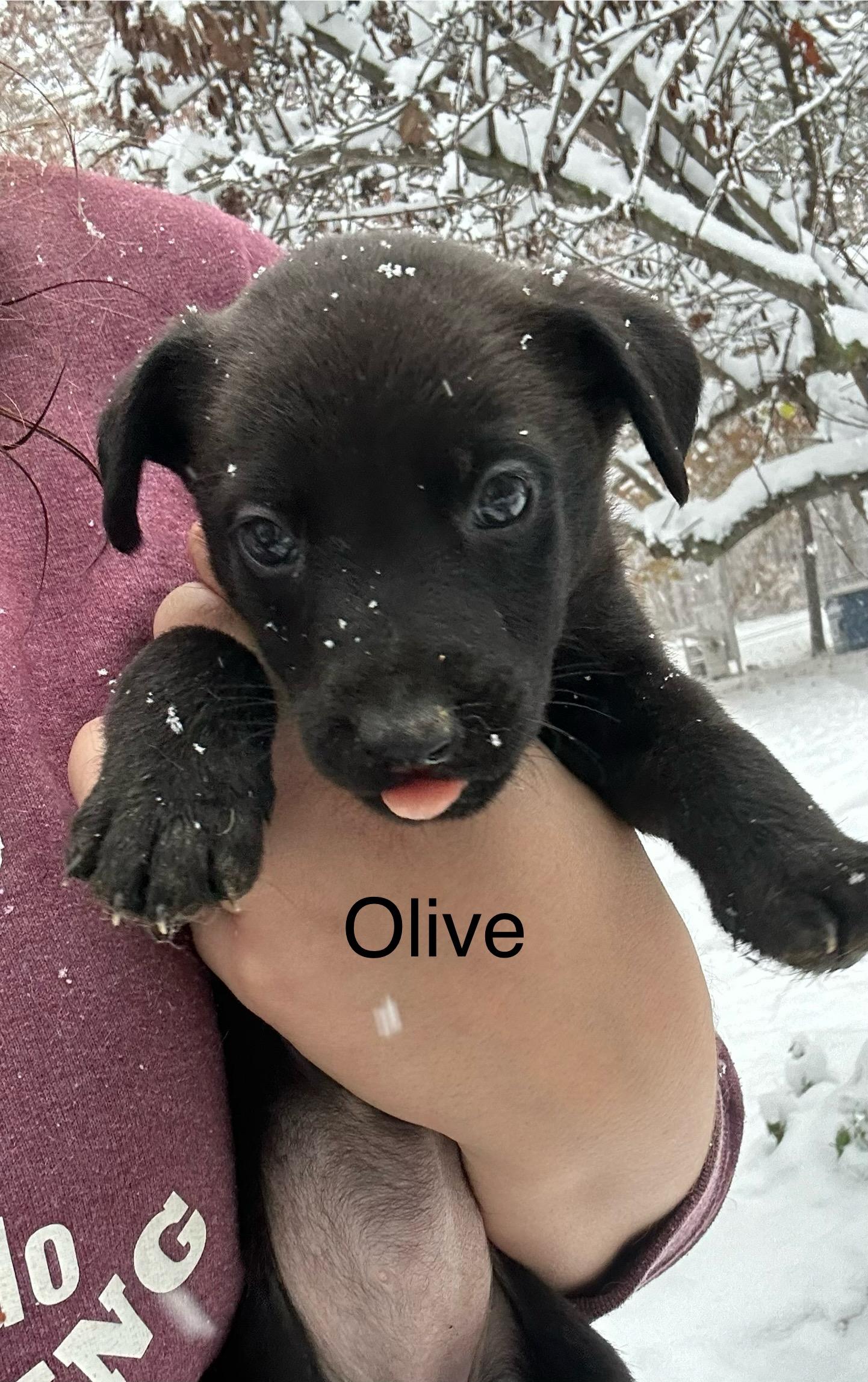 Enlarge Olive, an adopted mixed breed in fennville, MI image 1/1