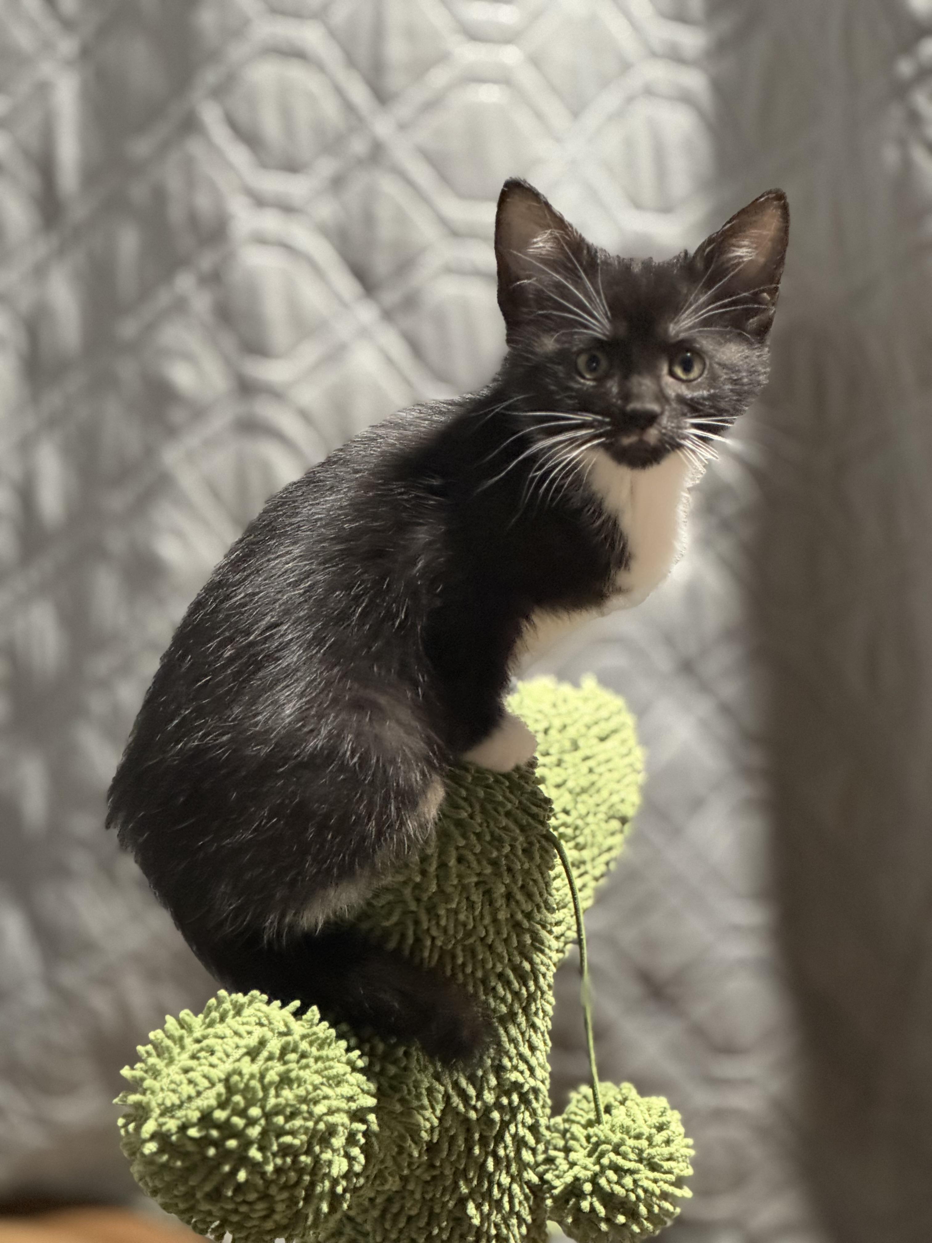 Rogue, Adoptable, Kitten Female Domestic Short Hair.