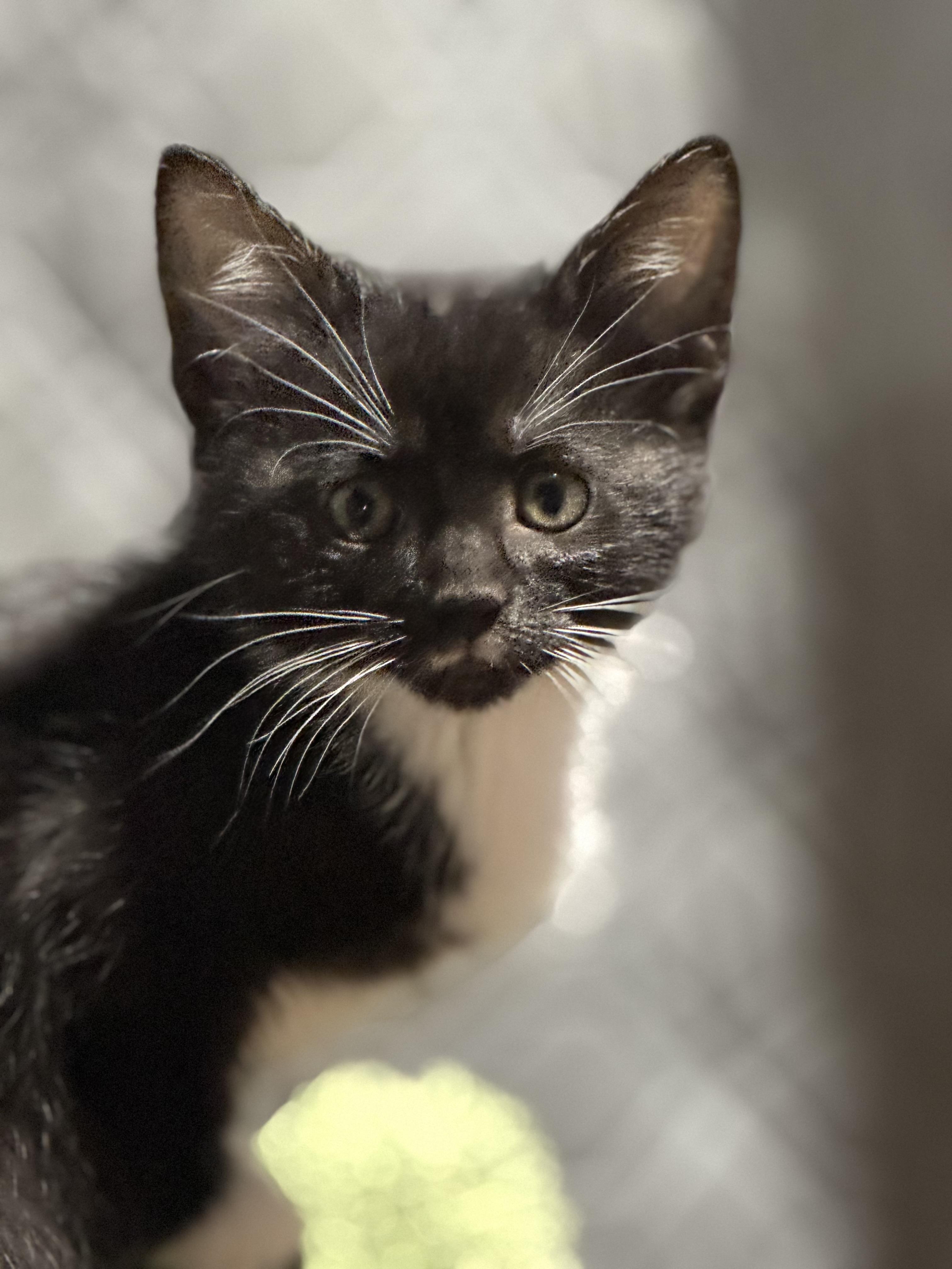 Rogue, a Adoptable Domestic Short Hair in Port Washington, WI image 2/2