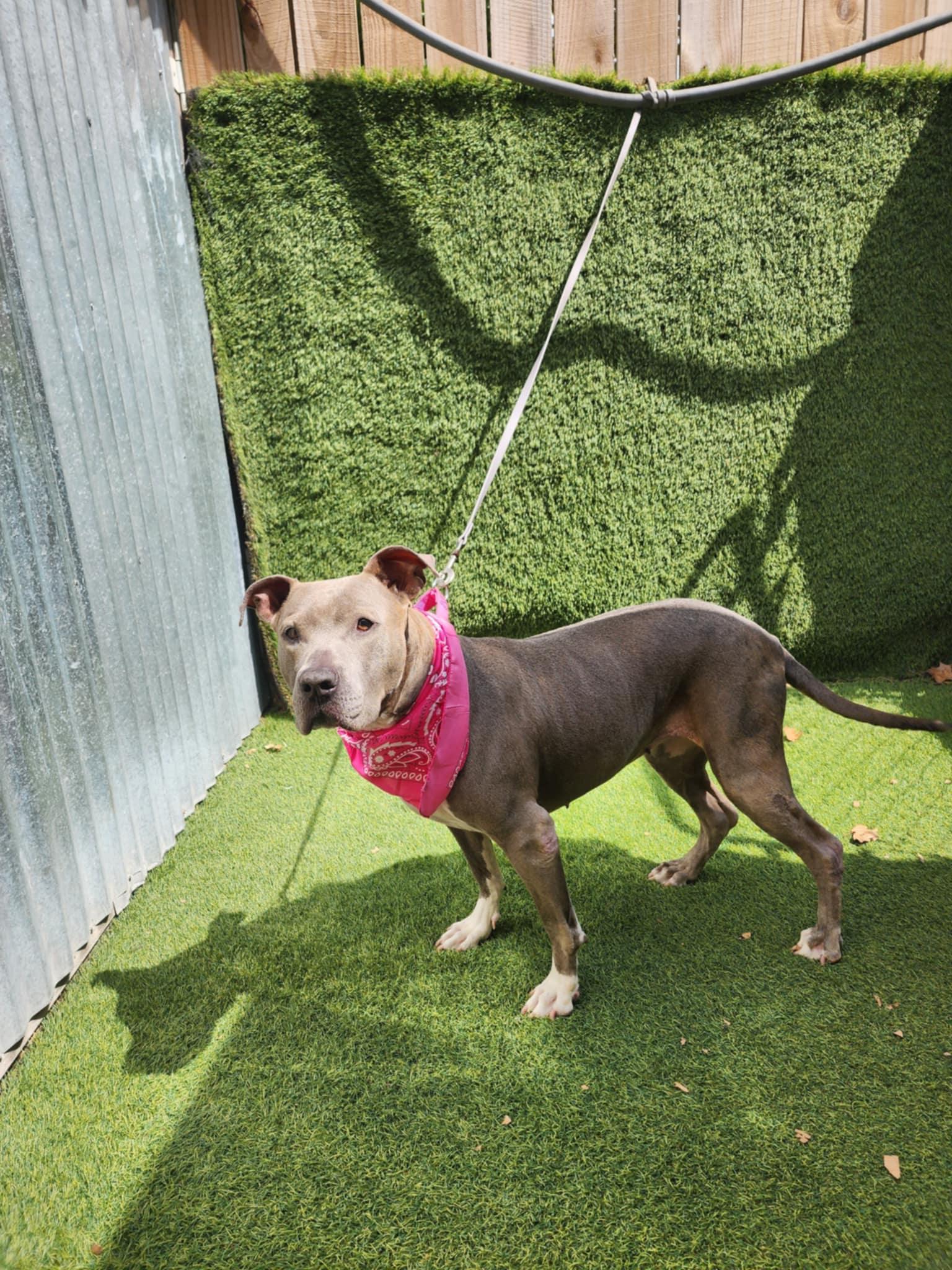 Princessa — thumbnail 3