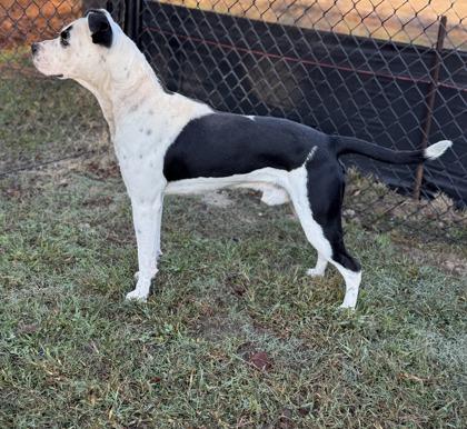 Cobweb (HW+), Adoptable, Adult Male Terrier & Mixed Breed.