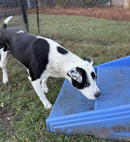 Enlarge Cobweb (HW+), a Adoptable mixed breed in Conway, SC image 3/3
