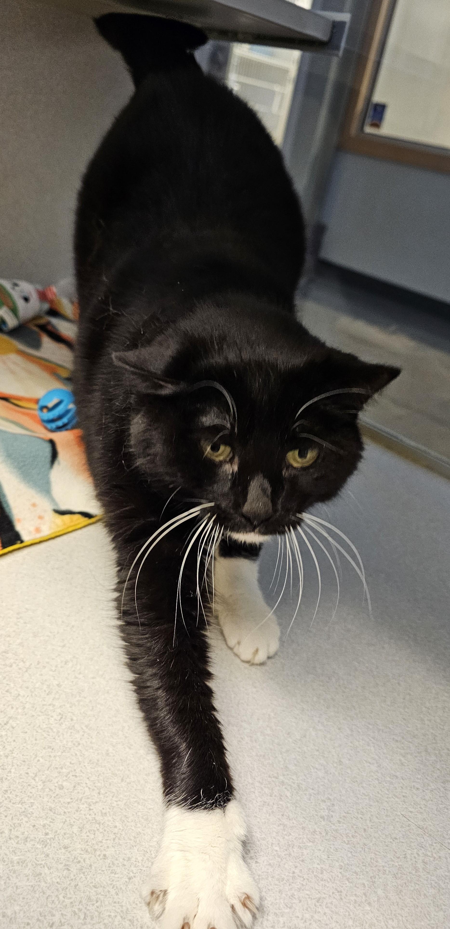 Enlarge Princess, a ADOPTABLE Domestic Short Hair in Cedar Rapids, IA image 6/6