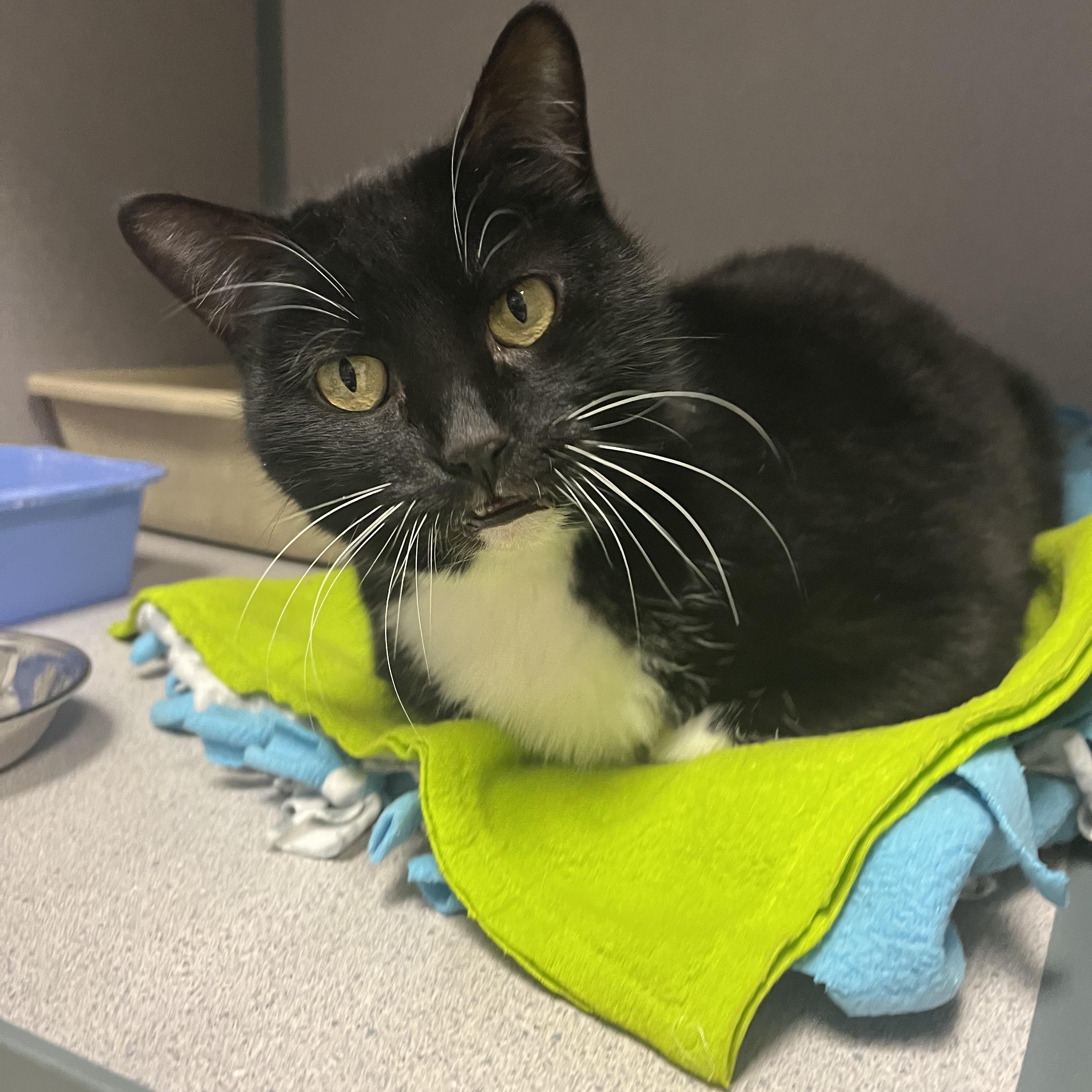 Enlarge Princess, a ADOPTABLE Domestic Short Hair in Cedar Rapids, IA image 1/6