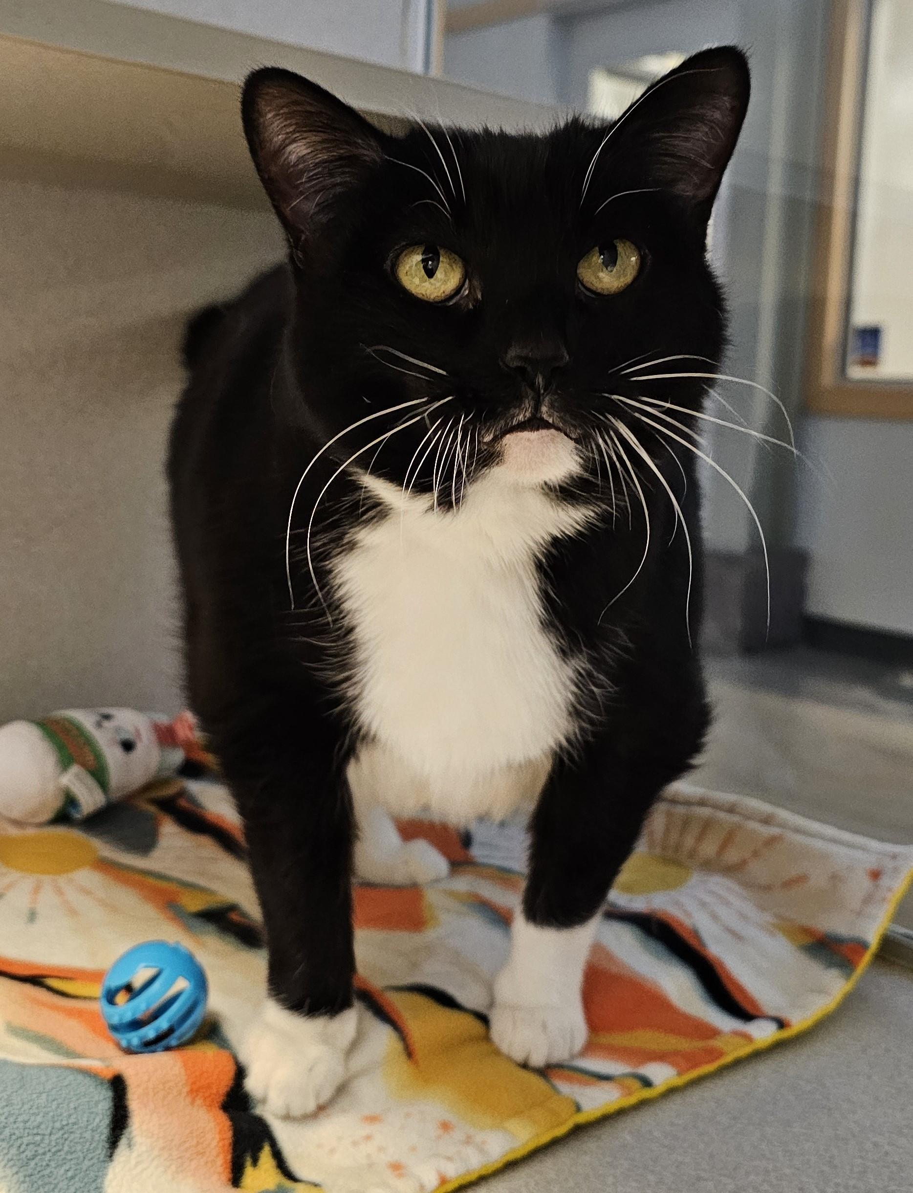 Enlarge Princess, a ADOPTABLE Domestic Short Hair in Cedar Rapids, IA image 5/6