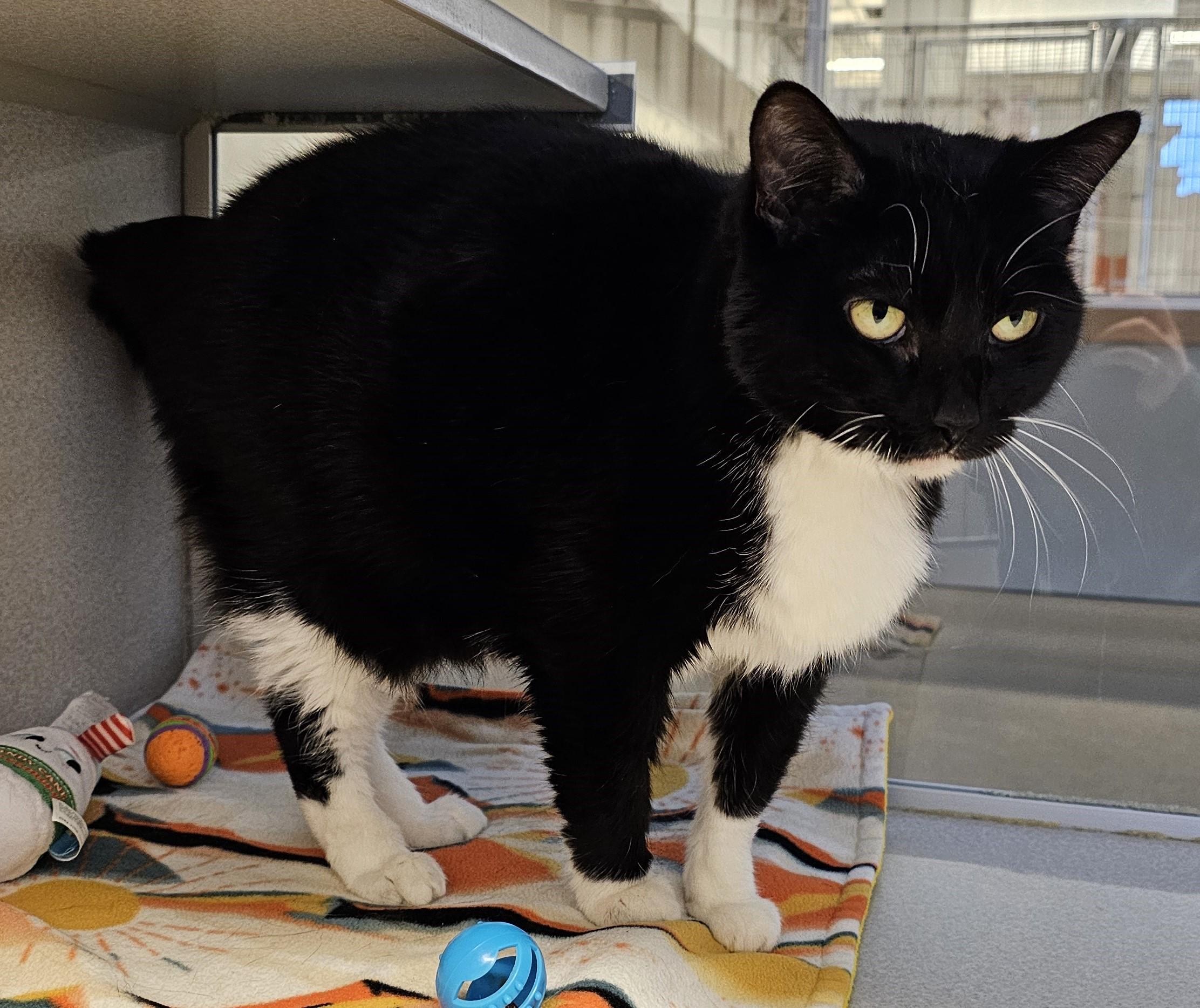 Enlarge Princess, a ADOPTABLE Domestic Short Hair in Cedar Rapids, IA image 4/6