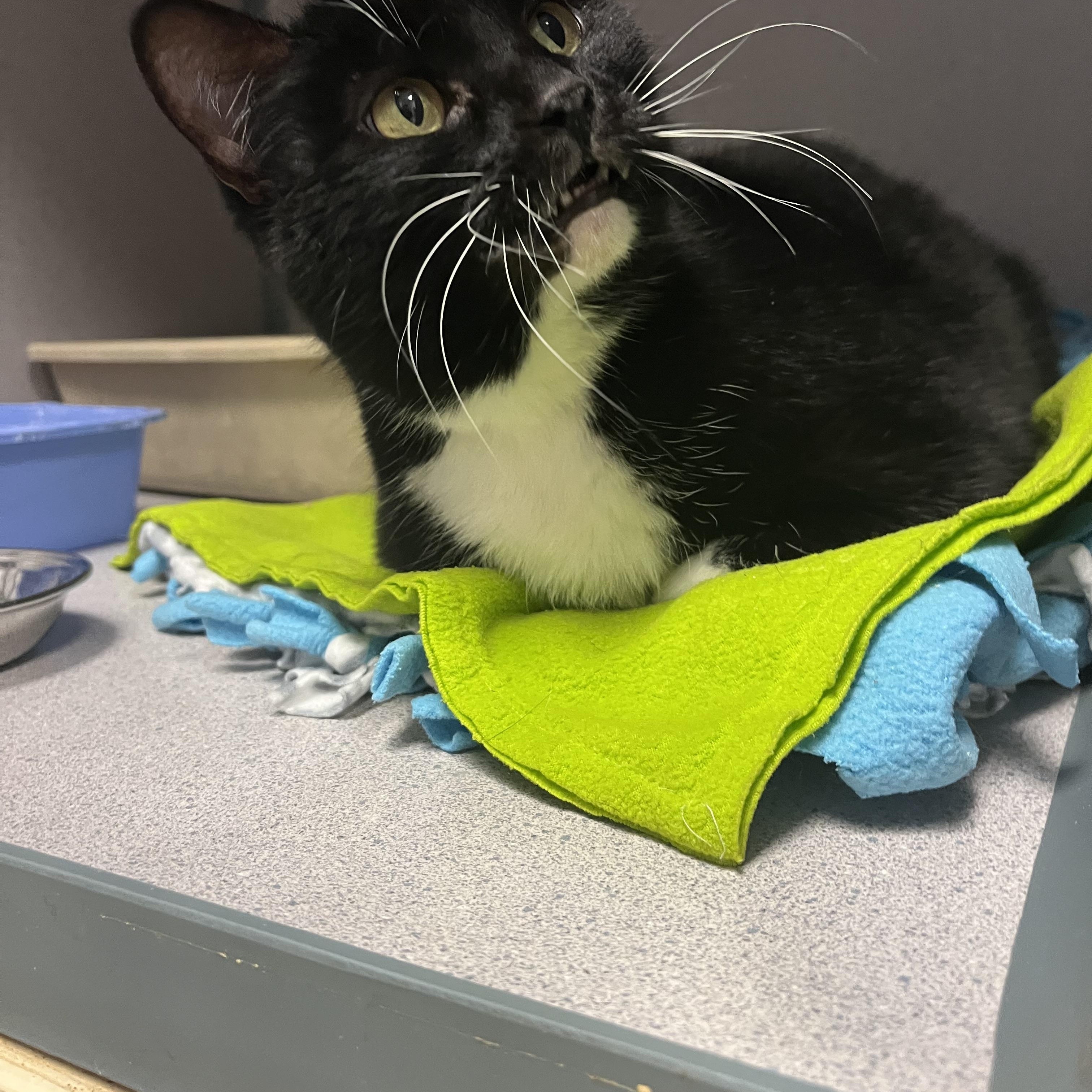 Enlarge Princess, a ADOPTABLE Domestic Short Hair in Cedar Rapids, IA image 2/6