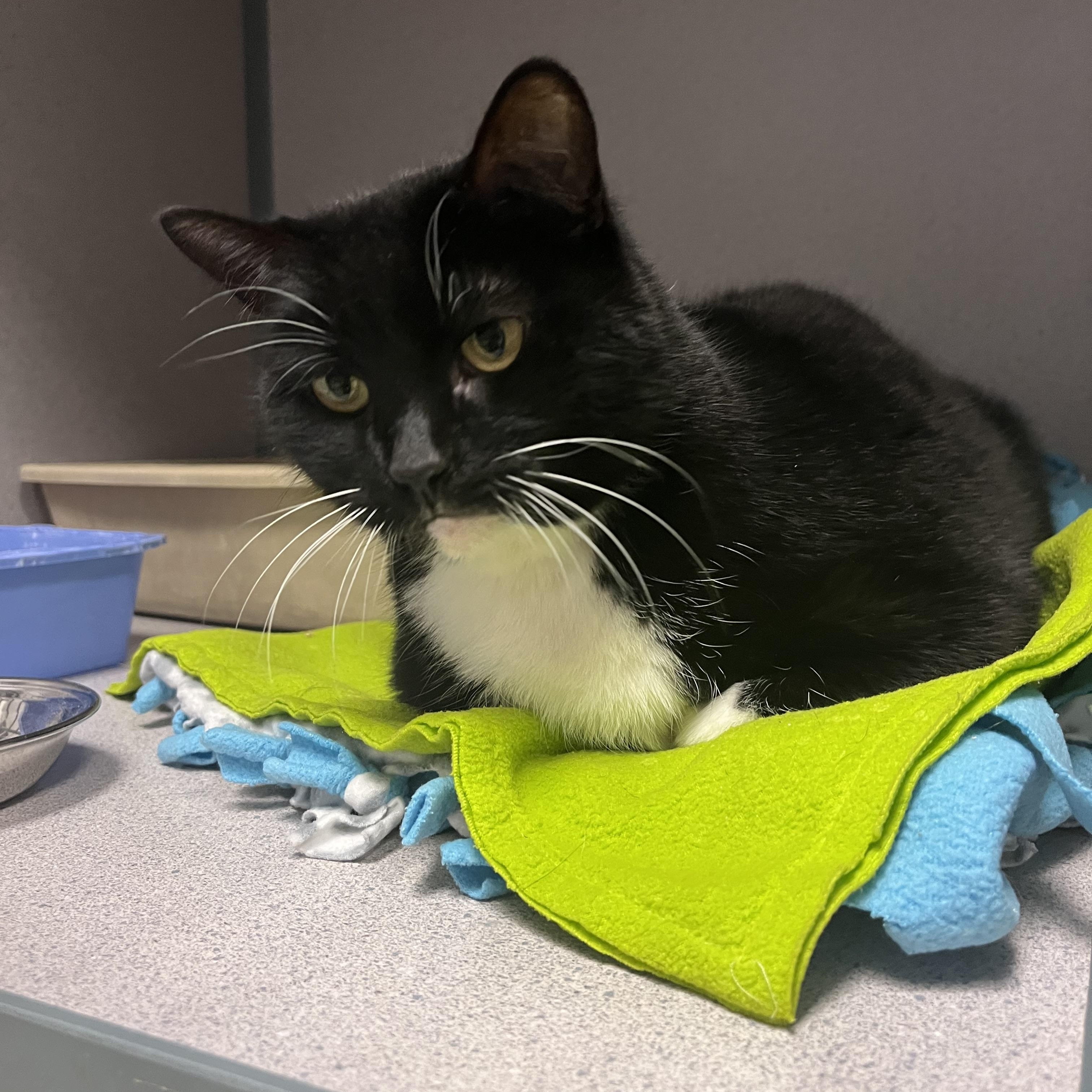 Enlarge Princess, a ADOPTABLE Domestic Short Hair in Cedar Rapids, IA image 3/6