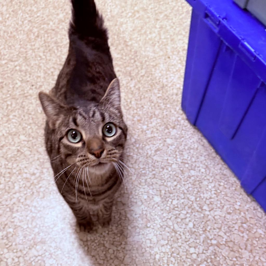 Leo, Adoptable, Adult Male Domestic Short Hair.