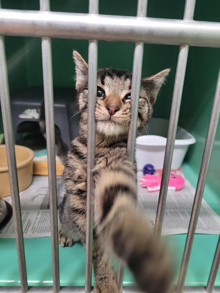 Enlarge Leo, a Adoptable mixed breed in Utica, MI image 2/3