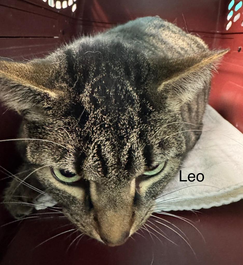 Enlarge Leo, a Adoptable mixed breed in Utica, MI image 3/3