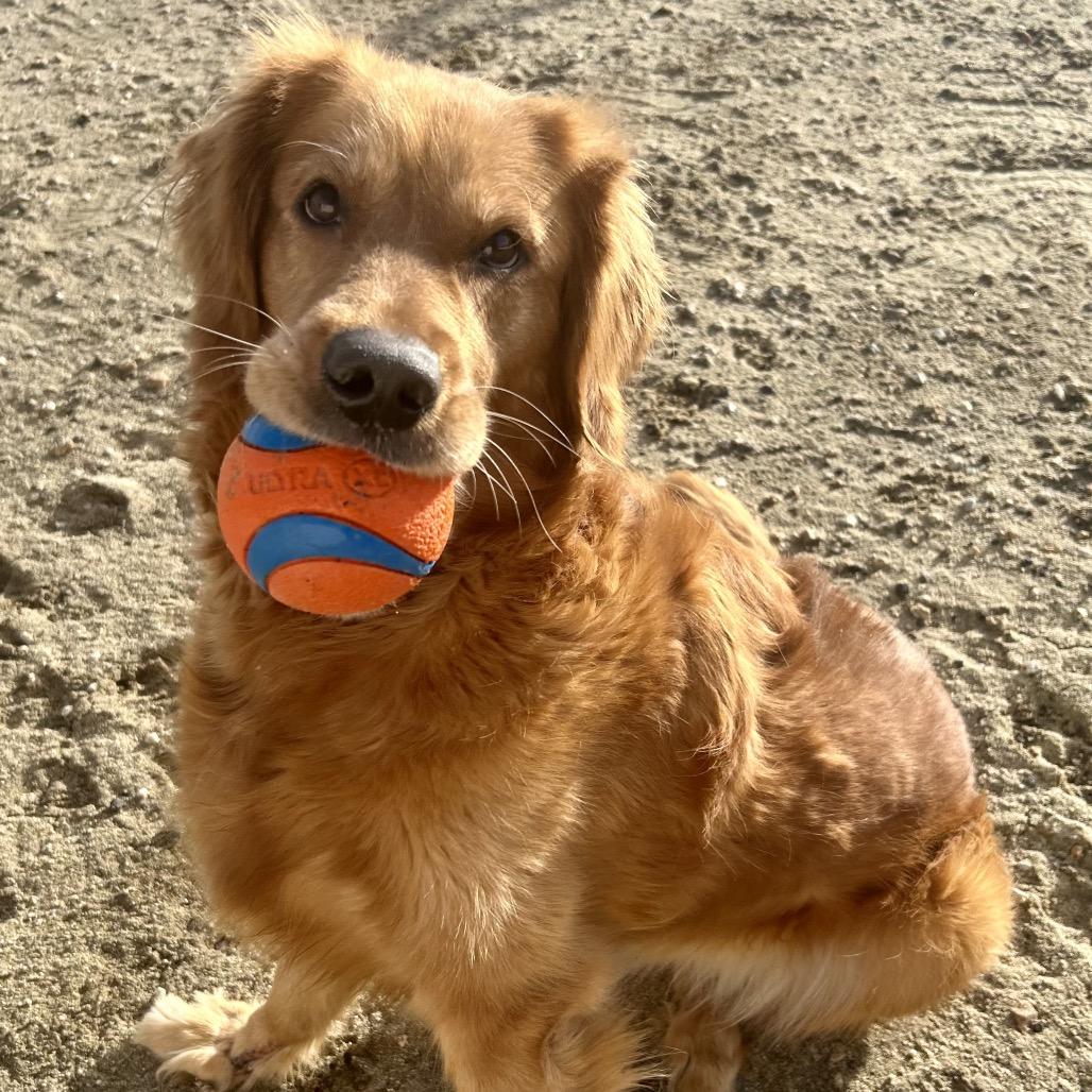 Pretzel, Adoptable, Adult Female Golden Retriever.