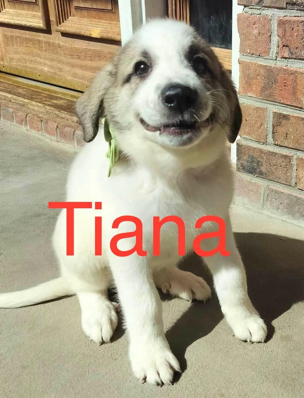 Tianna, ADOPTABLE, Puppy Female Great Pyrenees & Anatolian Shepherd.