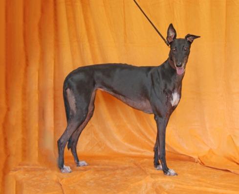 Pay Me Now, Adoptable, Adult Female Greyhound.