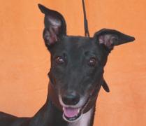 Enlarge Pay Me Now, a Adoptable Greyhound in Douglasville, GA image 2/3