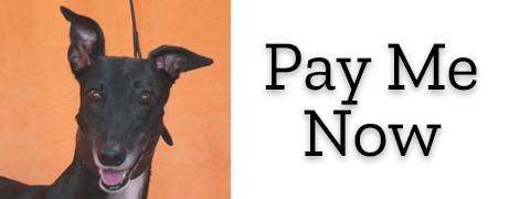 Enlarge Pay Me Now, a Adoptable Greyhound in Douglasville, GA image 3/3