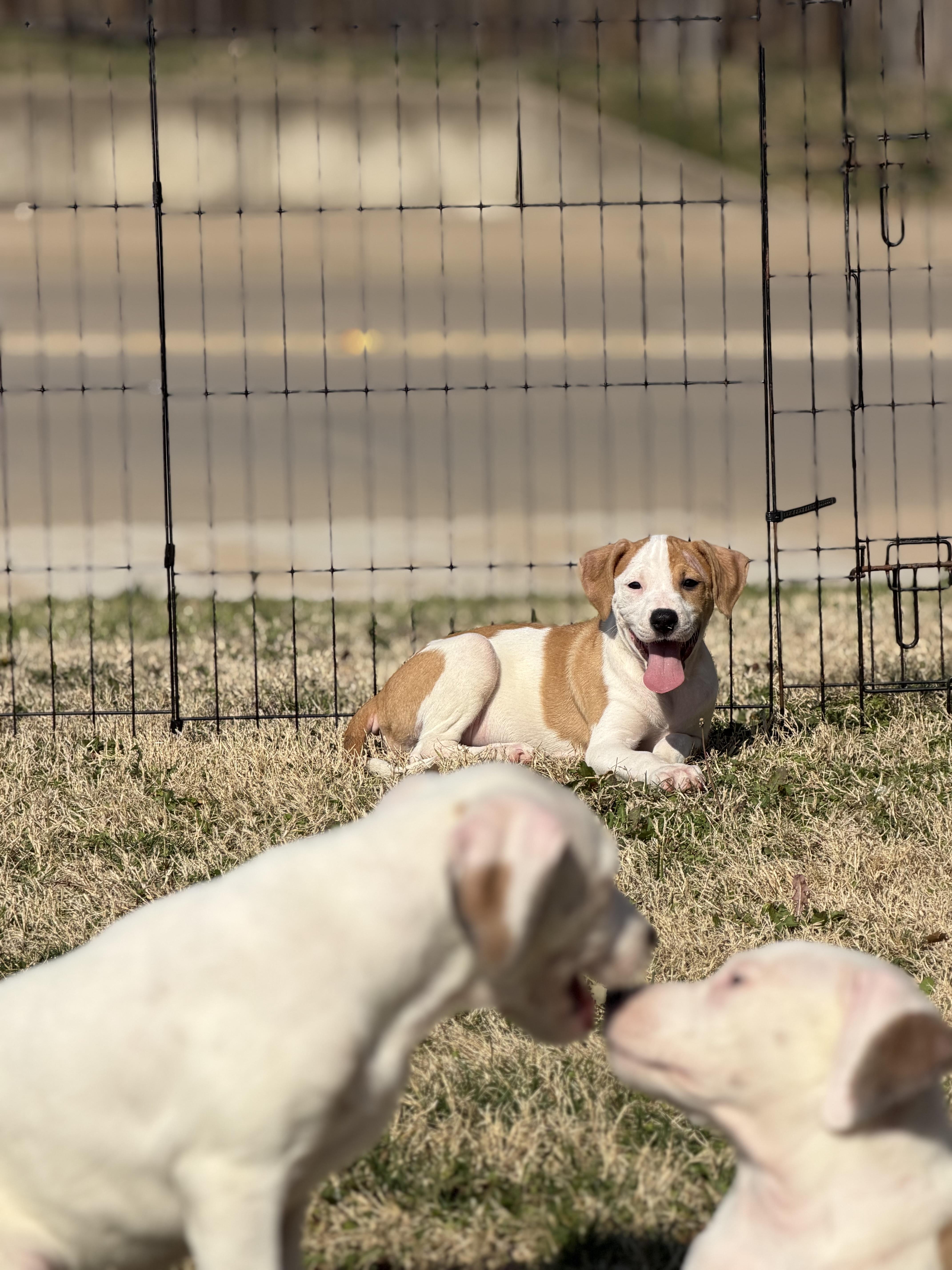 Enlarge Rowan, a ADOPTABLE mixed breed in Carrollton, TX image 3/3