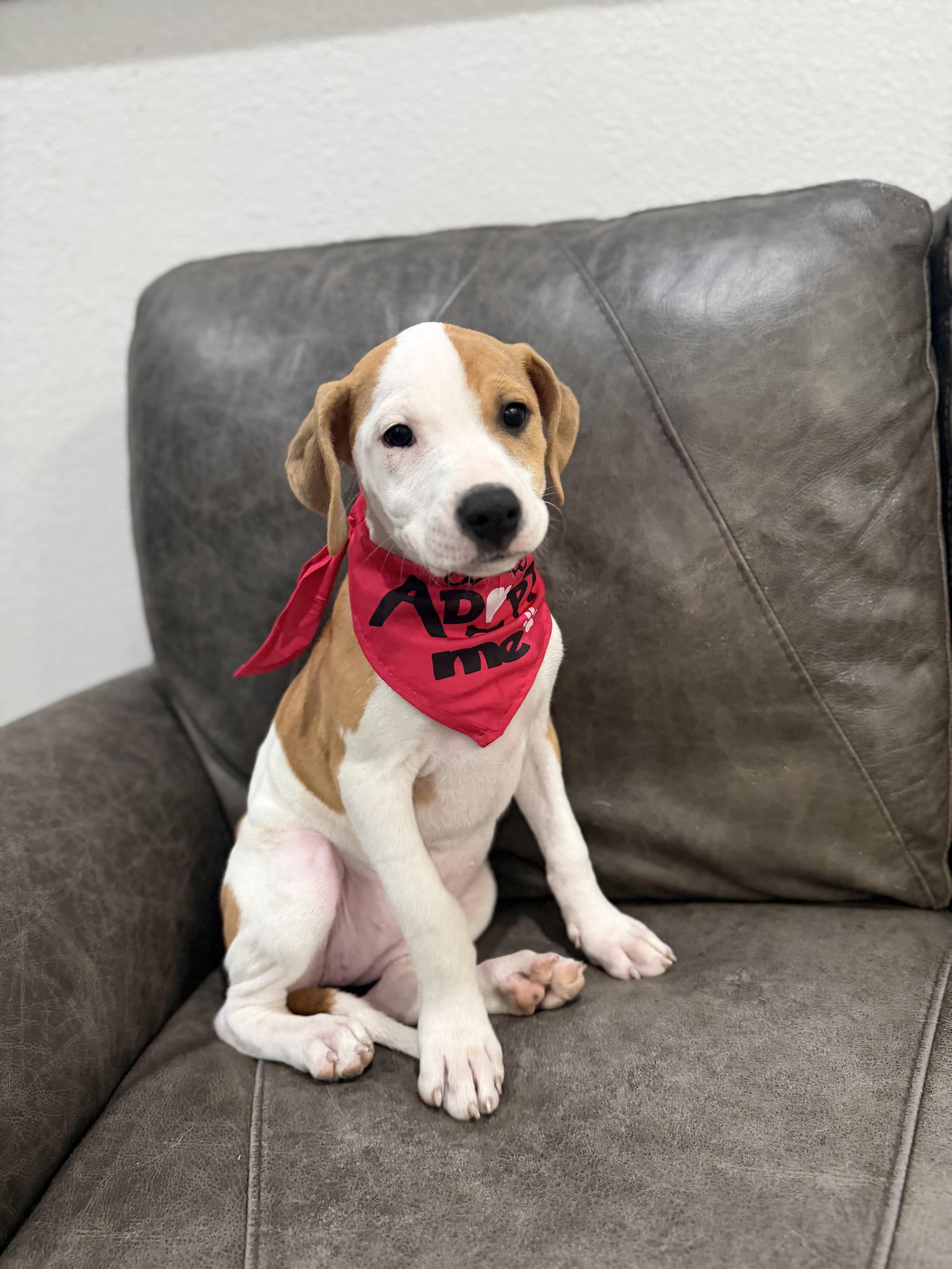 Rowan, ADOPTABLE, Young Female Border Collie & Hound.