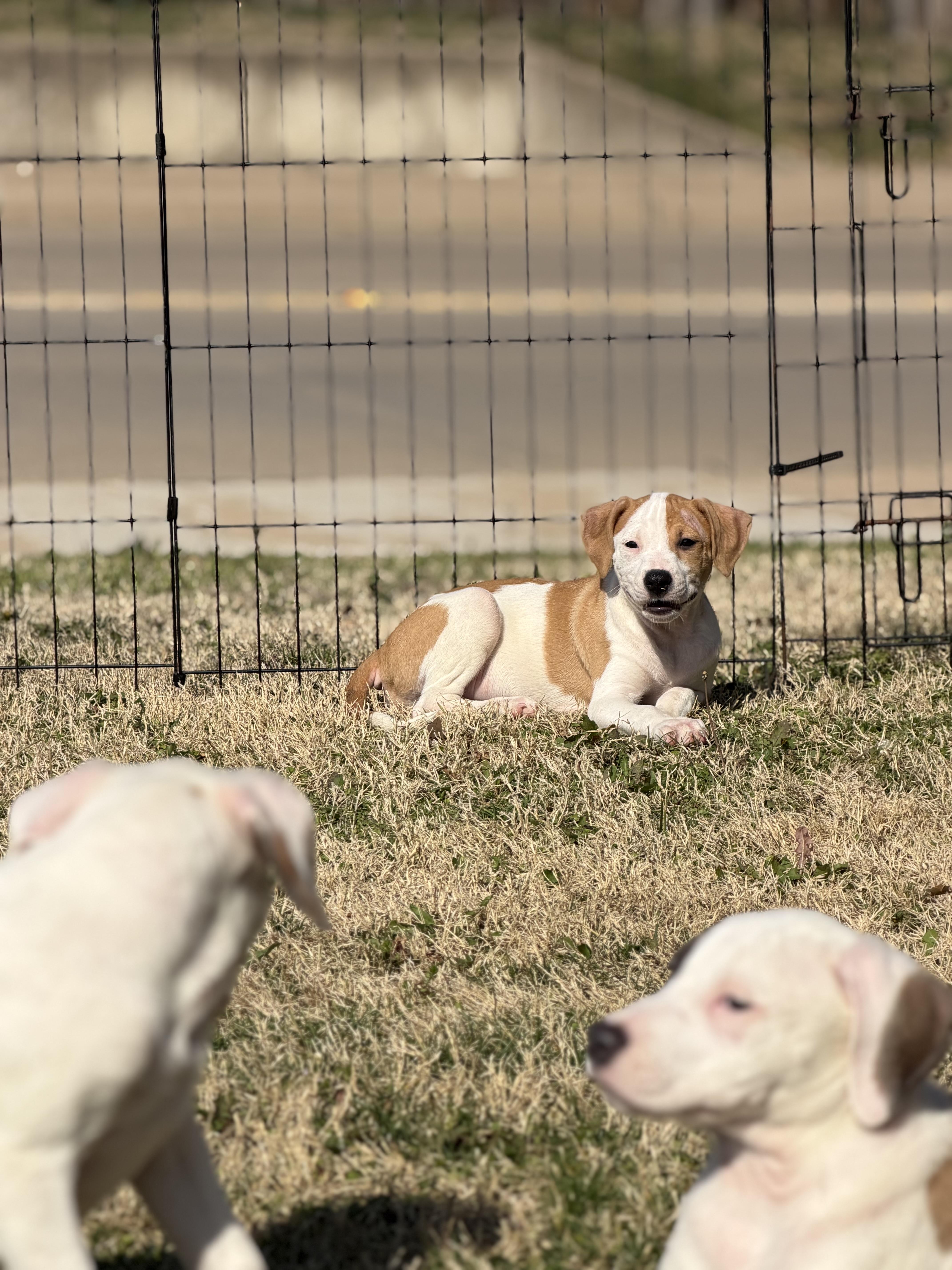 Enlarge Rowan, a ADOPTABLE mixed breed in Carrollton, TX image 2/3