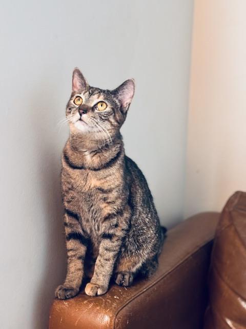 Enlarge Messina, a ADOPTABLE Domestic Short Hair in Evanston, IL image 1/1