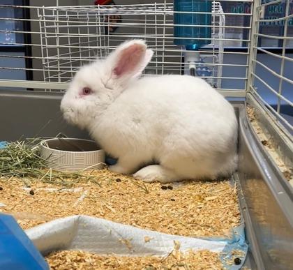 Snow, Adoptable, Young Male Lionhead & Lionhead.
