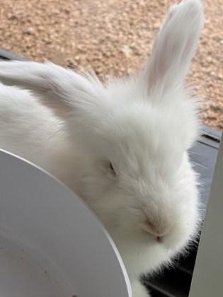 Enlarge Snow, a Adoptable mixed breed in Lewisville, TX image 1/1