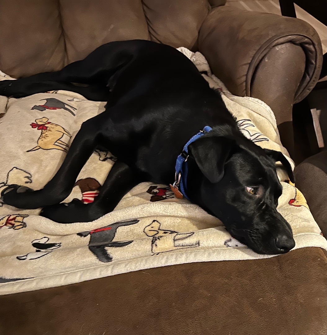 Sasha, a Adoptable mixed breed image 2/15