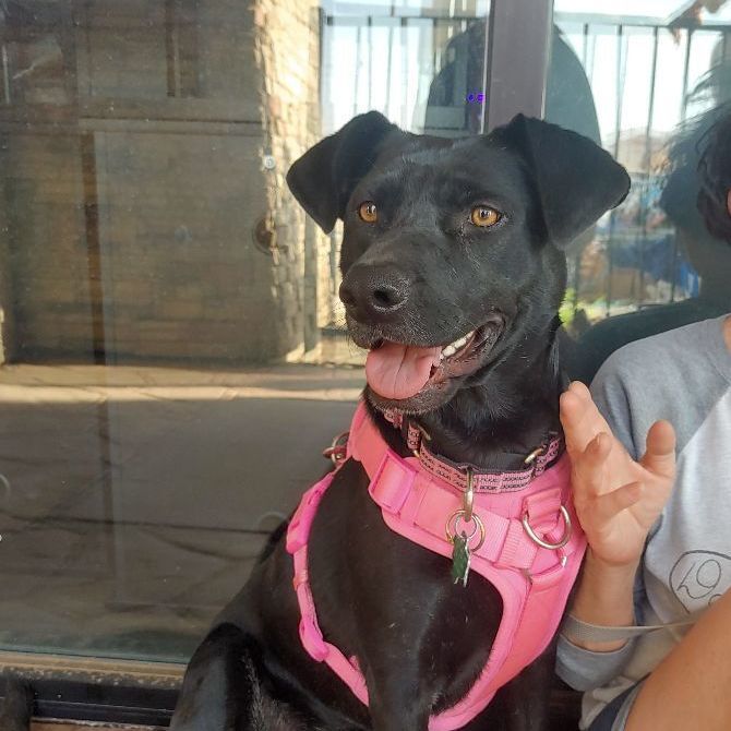 Sasha, a Adoptable mixed breed image 4/15