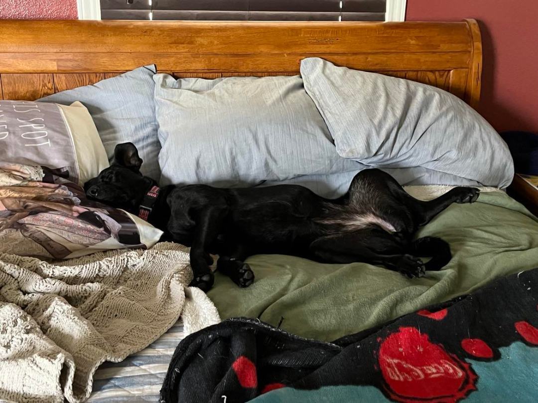 Sasha, a Adoptable mixed breed image 5/15