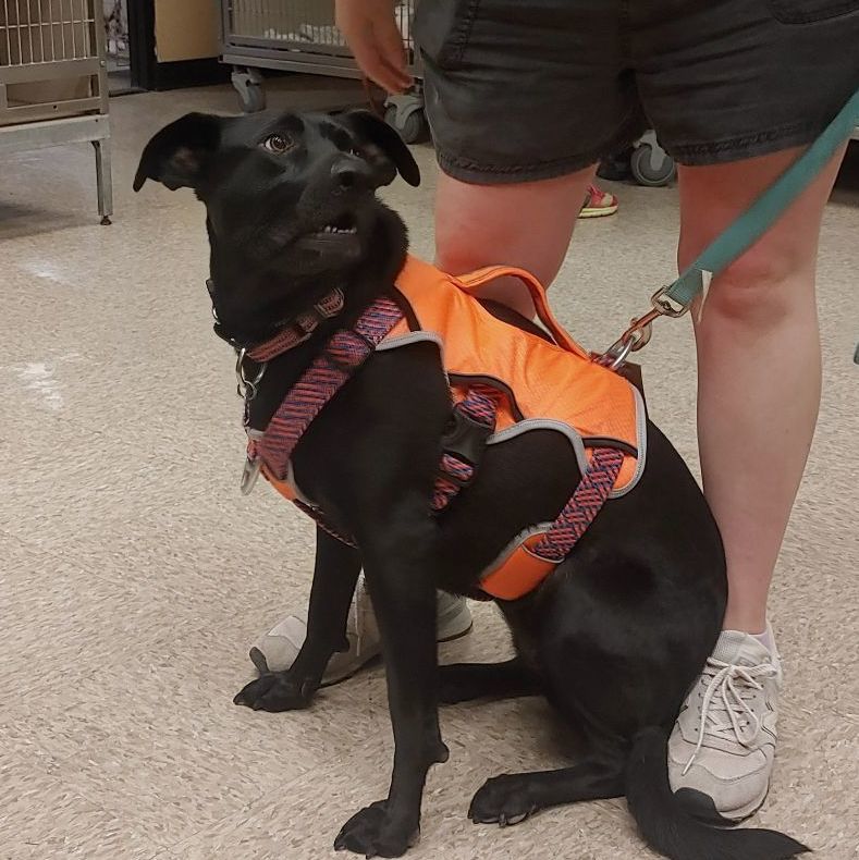 Sasha, a Adoptable mixed breed image 6/15