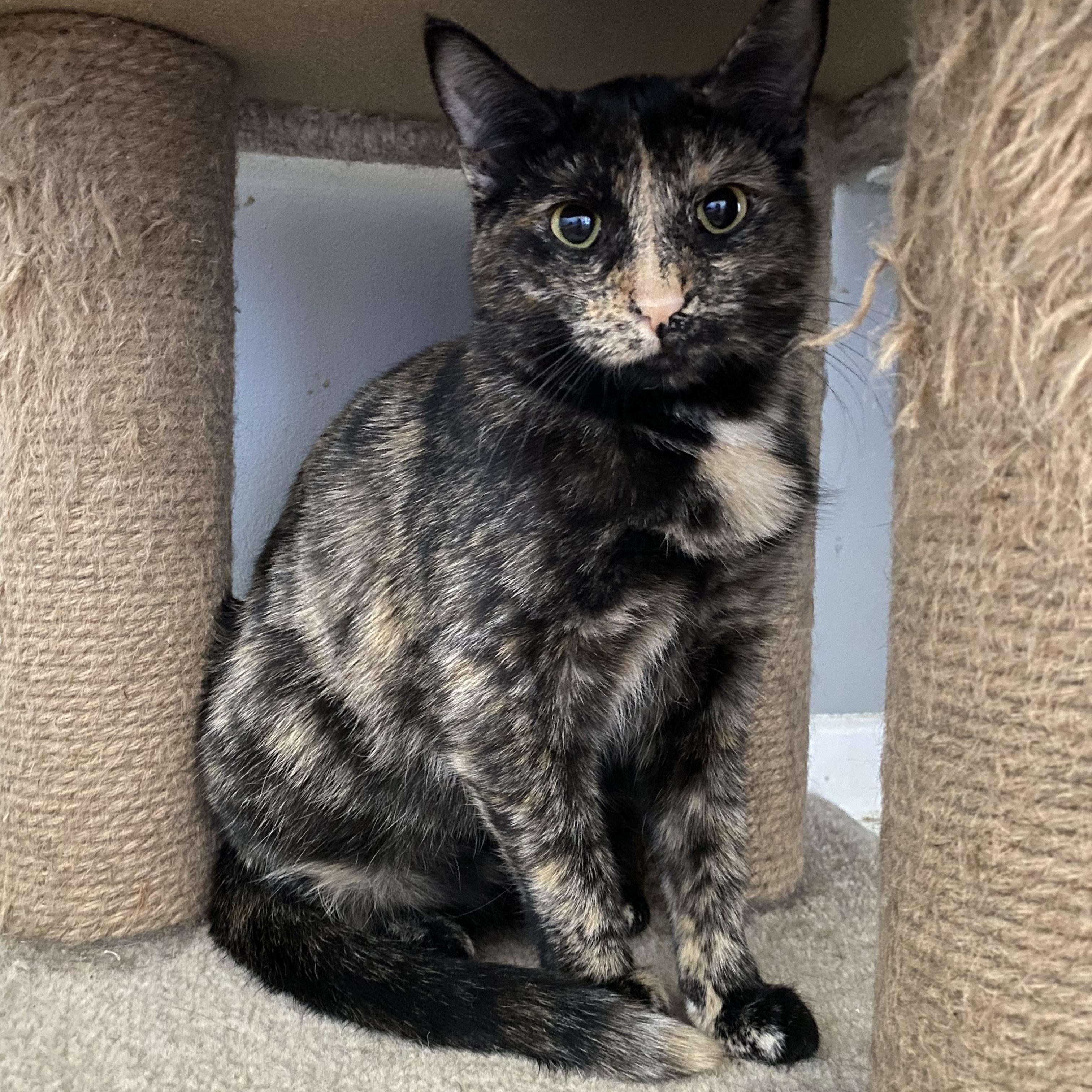 Willow, Adoptable, Adult Female Tabby.