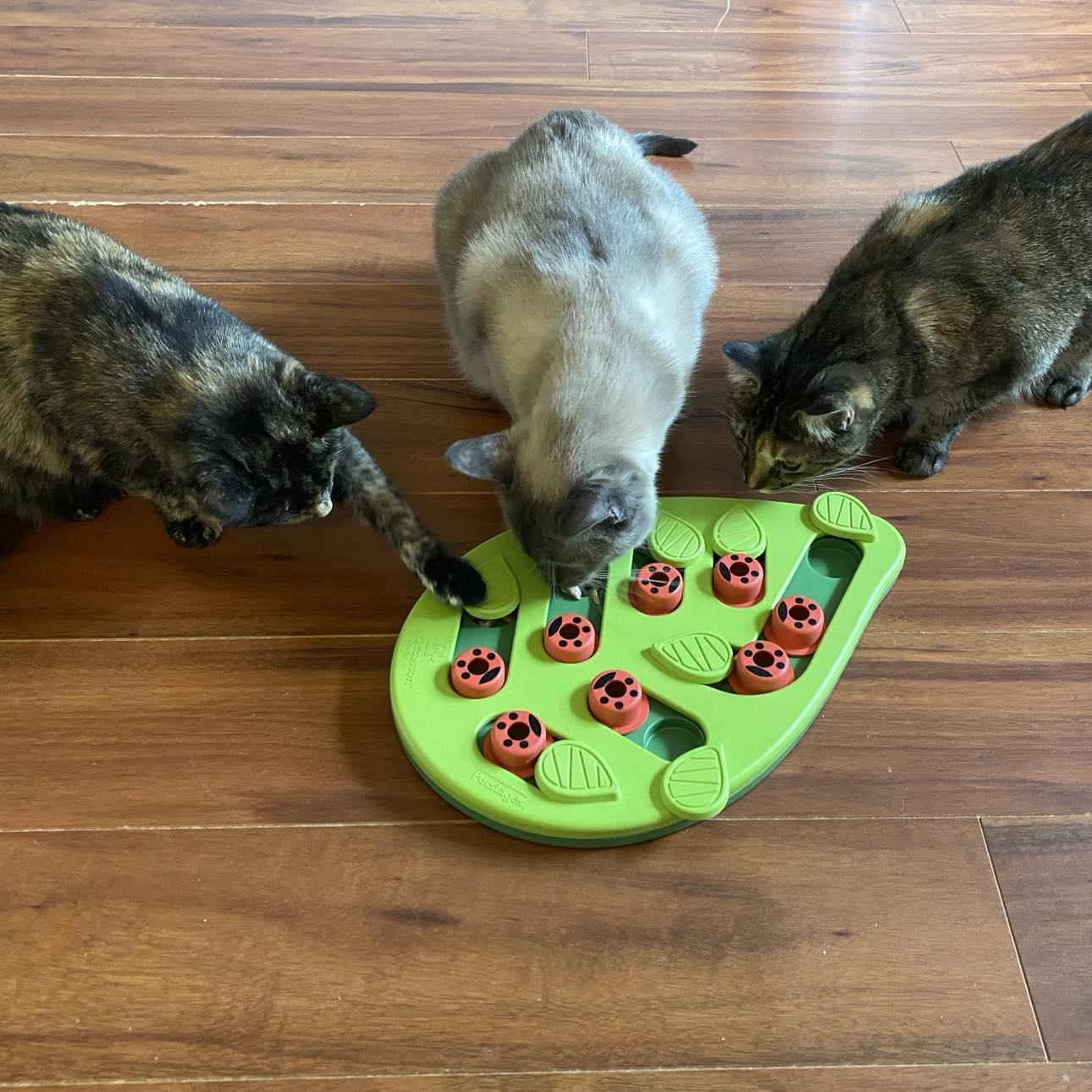 Enlarge Willow, a Adoptable Tabby in Orleans, ON image 5/5