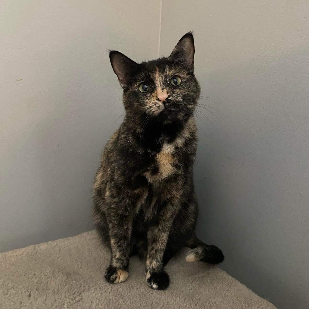 Willow, Adoptable, Adult Female Tabby.