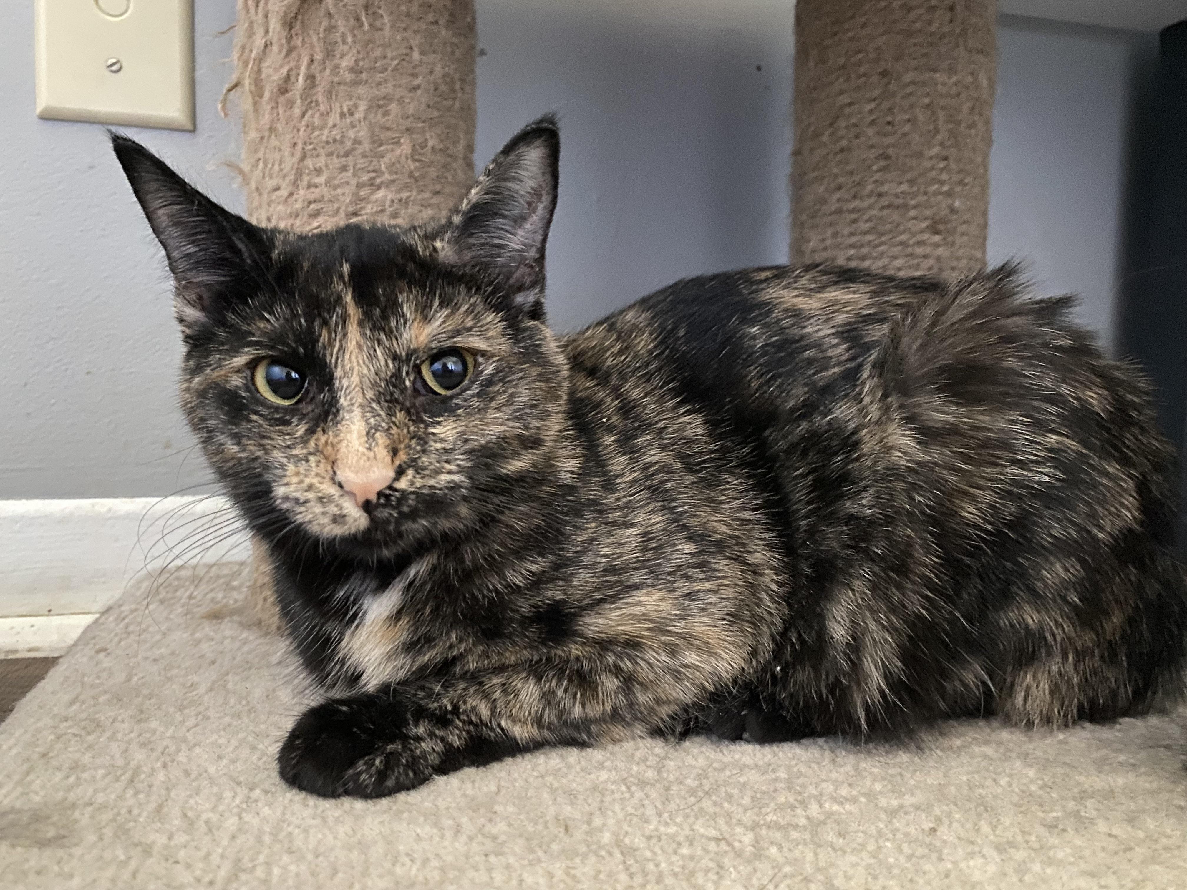 Enlarge Willow, a Adoptable Tabby in Orleans, ON image 3/5