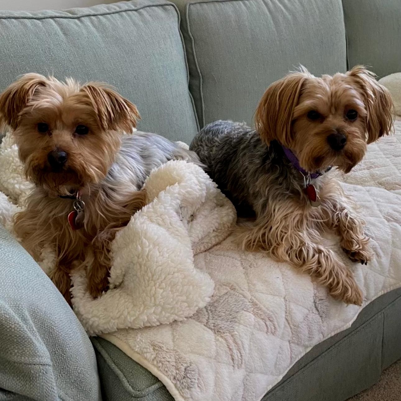 Enlarge Cuddles, an adopted Yorkshire Terrier in Mount Prospect, IL image 2/4