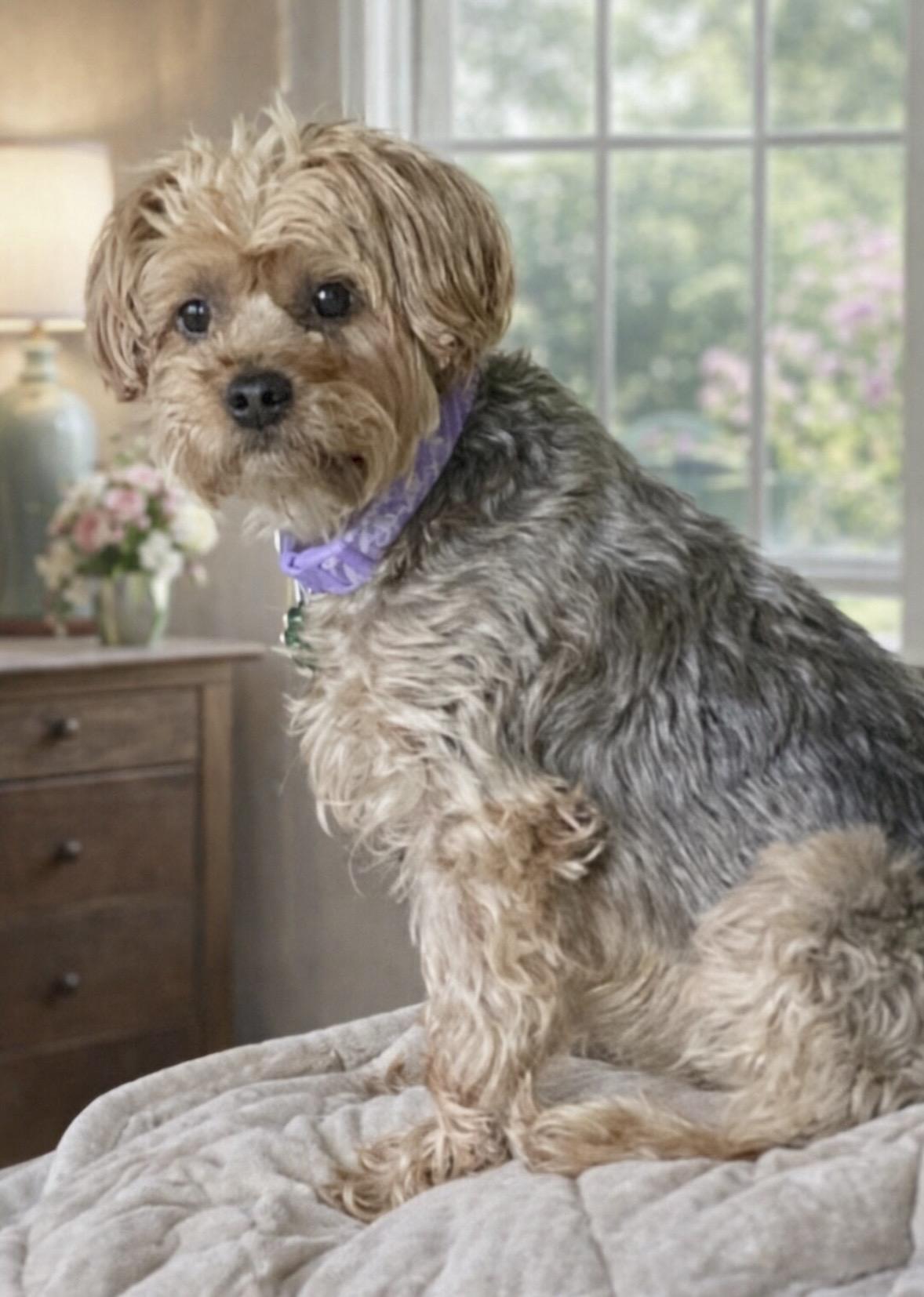 Enlarge Cuddles, an adopted Yorkshire Terrier in Mount Prospect, IL image 1/4