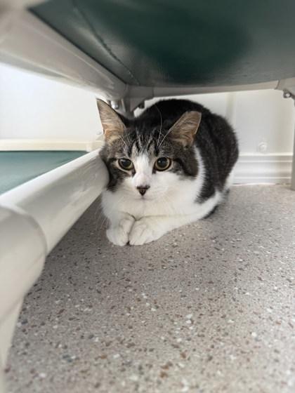Enlarge Atticus, a Adoptable mixed breed in Winona, MN image 1/1